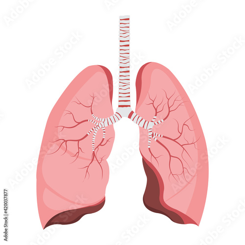 Lungs, Respiratory system, Internal organs. Anatomy and physiology of the human body. Biology education concept. Vector Illustration