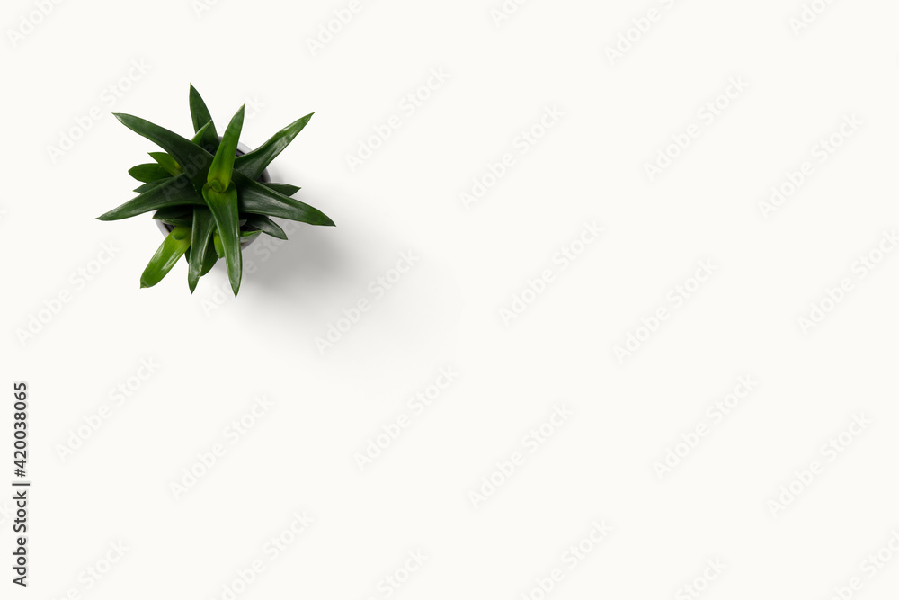 Naklejka premium Top view small green cactus plant in pot isolated on white desk background with copy space.