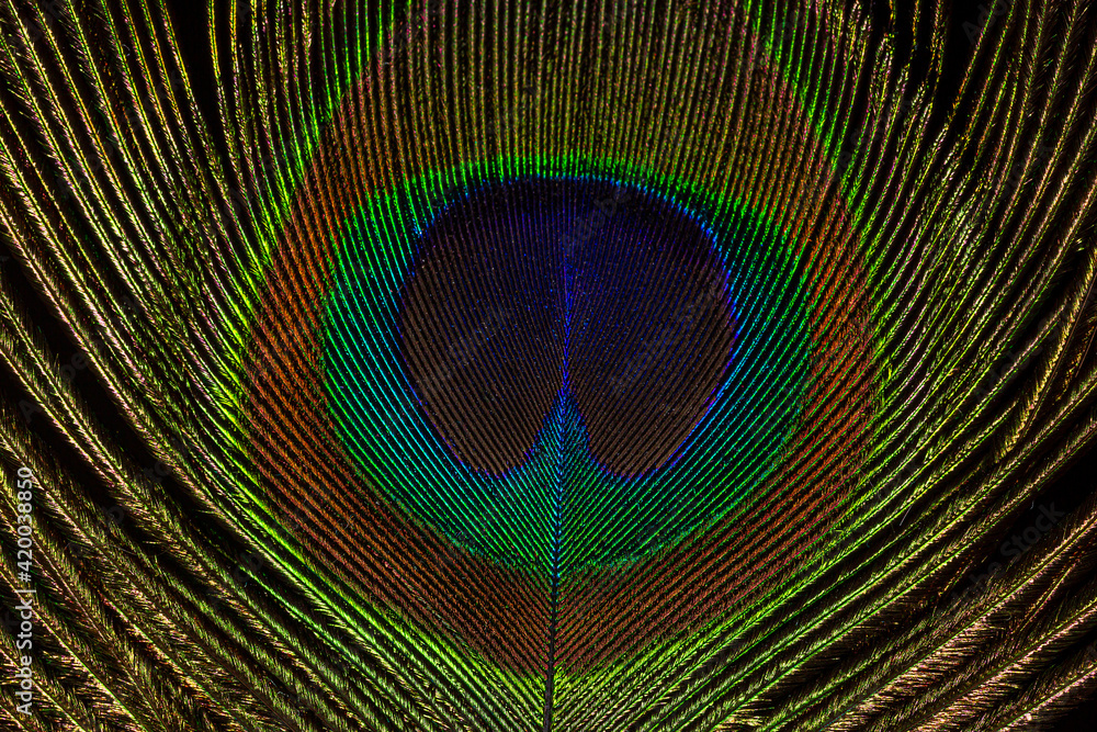 Obraz premium Peacock Feather on black background macro closeup