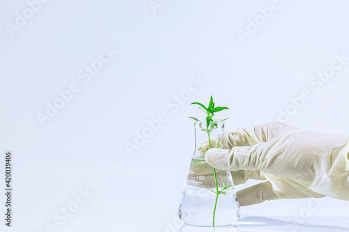 Foto Graftage of micro plants in laboratory of biotechnology for in vitro cultivating in test tube