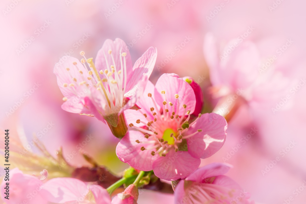 Wild Himalayan Cherry Blossoms in spring season, Prunus cerasoides, Pink Sakura Flower For the background