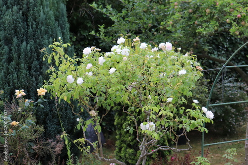 Rosier blanc