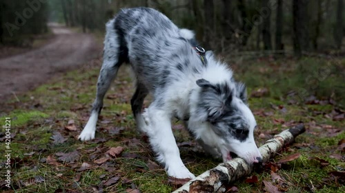 Border collie - blue merle dog on a walk in forest, 4k video photo