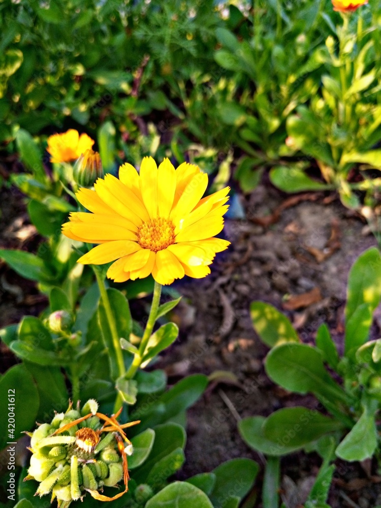 sunflower in the garden sunflower in the garden
