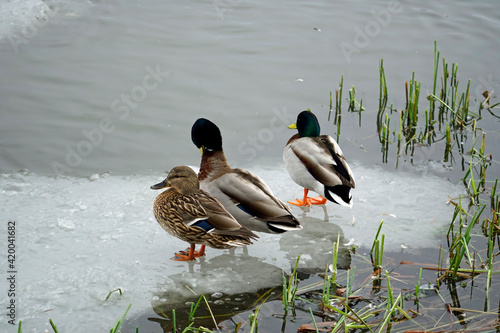 Waterfowl in winter. Ducks in the lake near the shore.	