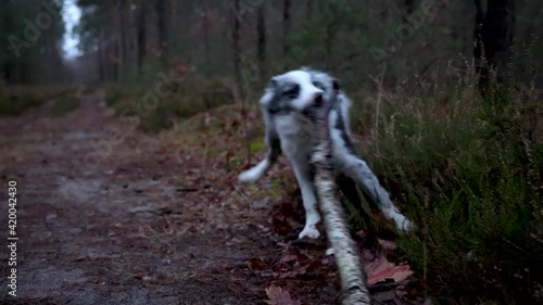 4k video of Border collie - blue merle dog playing with branch in forest photo