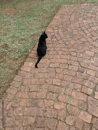 black cat on the cobblestones