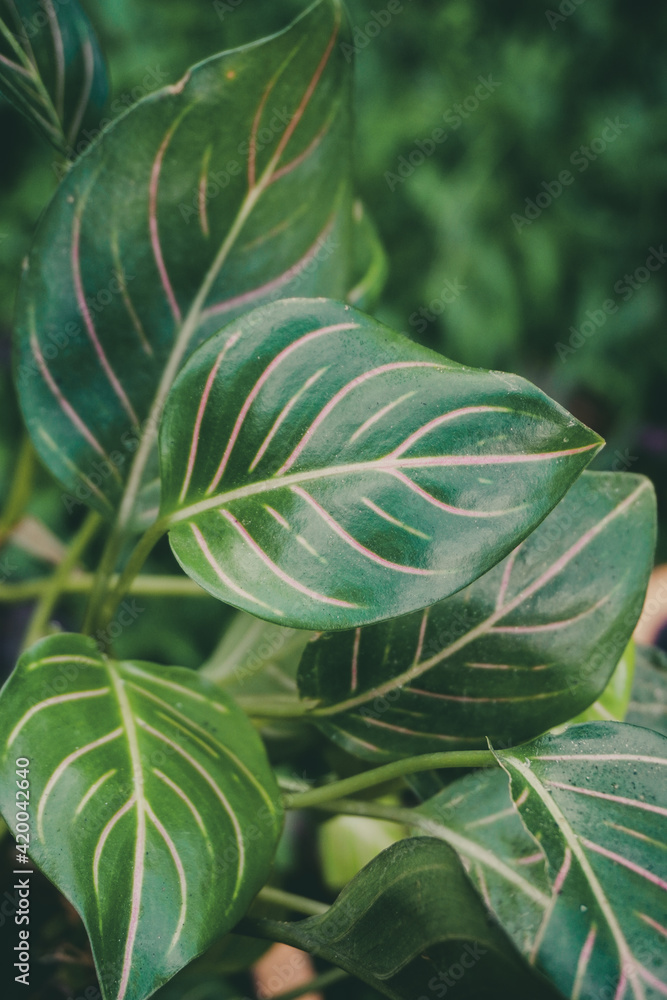 Obraz premium photo of hoya kerrii in the garden