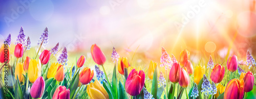Abstract Defocused Spring Background - Tulips And Hyacinth Flowers In Sunny F...