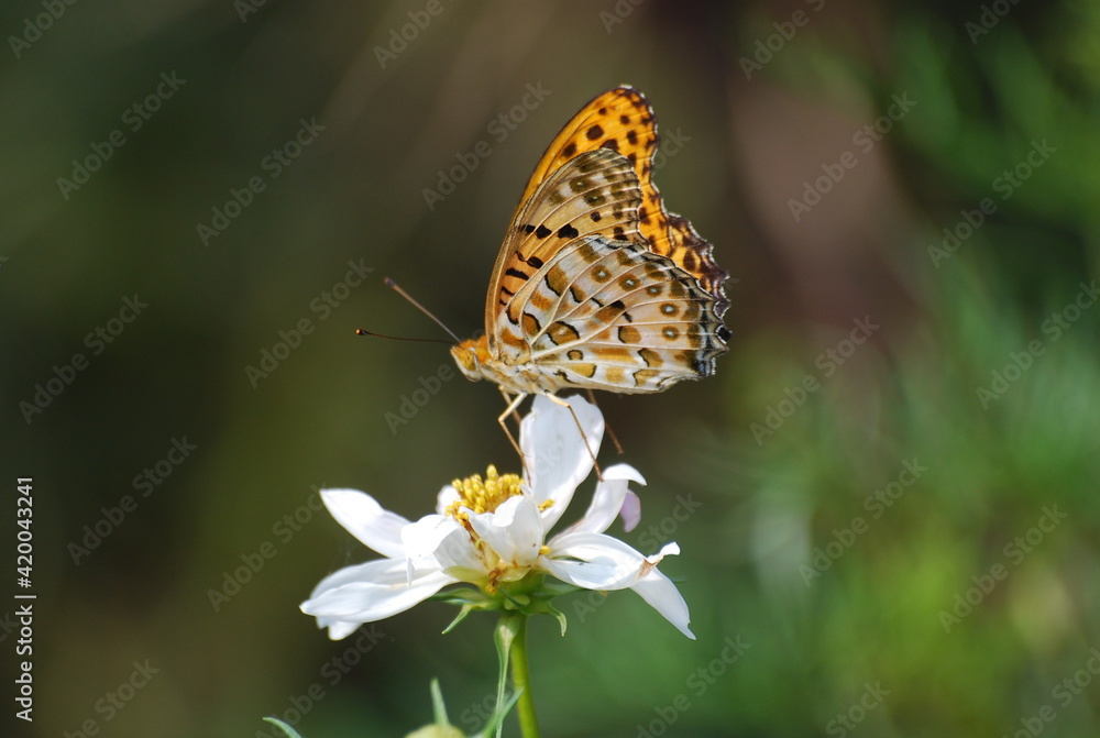 Obraz premium 神奈川