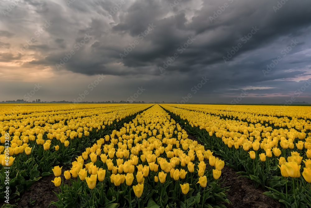 Yellow tulips under the storm
