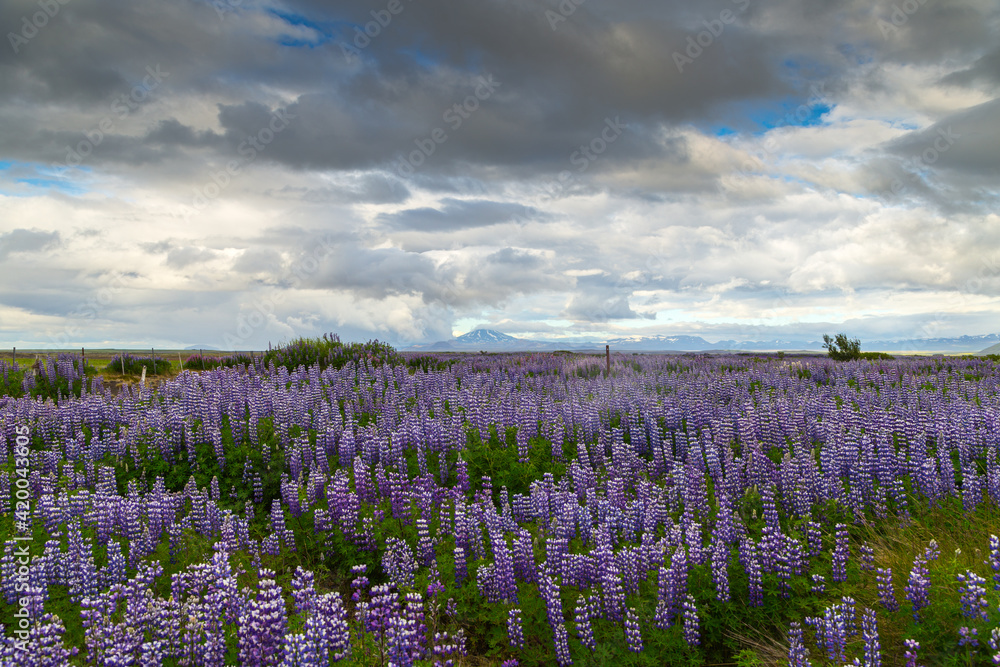 Fototapeta premium A roadside field of Alaskan lupins in southern Iceland