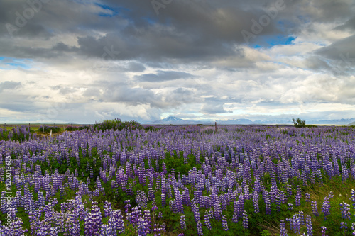 A roadside field of Alaskan lupins in southern Iceland
