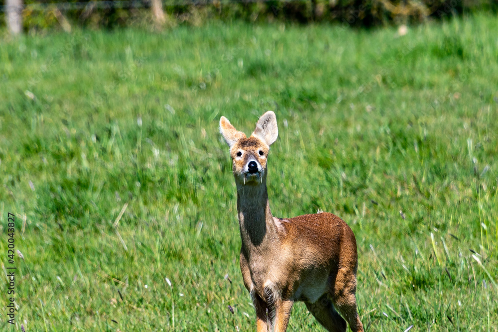 Fototapeta premium Chinese Water Deer in open countryside
