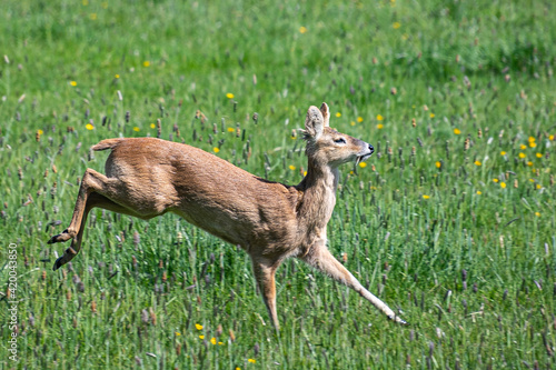 Chinese Water Deer in open countryside