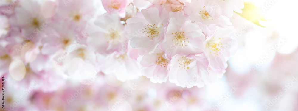 Sakura Sakura