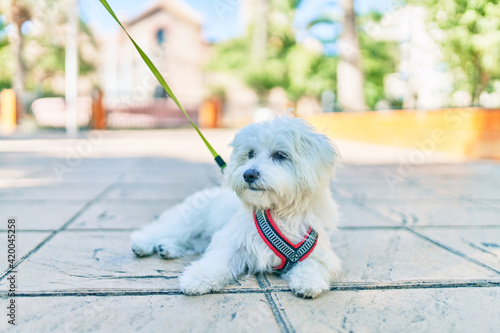 Adorable white dog at street of city.