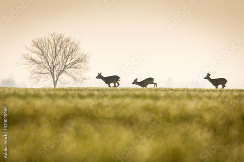 Deers in a green field with forest in background, beautiful wildlife © danmir12