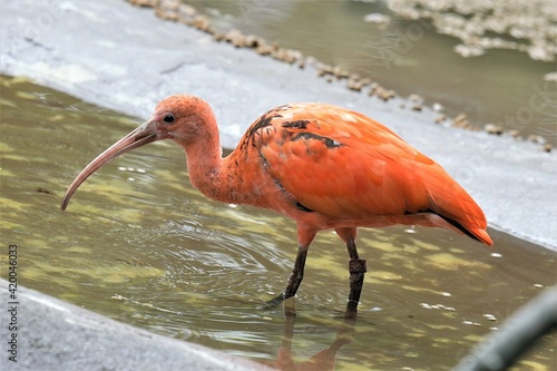 Ein Roter Stichler im Leipziger Zoo - Der langen Schnabel  dient bei der Nahrungssuche zum Durchwühlen des Bodens von Gewässern - Er gehört zu der Gattung der Ibisse photo