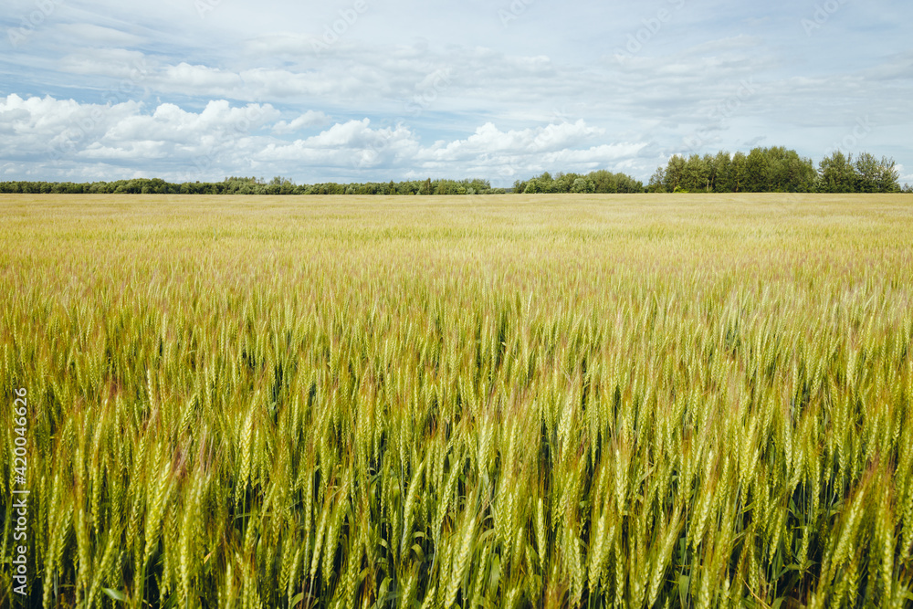 Field with young fresh ears of wheat