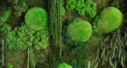 background of green moss on the wall in the form of a picture. texture of green eco-friendly moss close-up