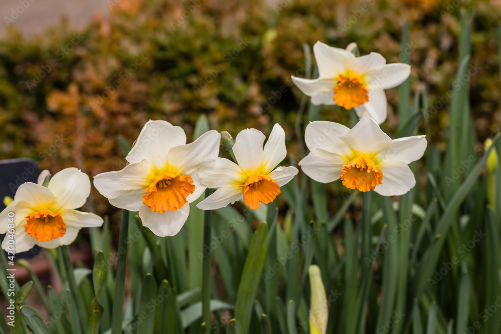 Narcissus Barret Browming flower grown in a garden Narcissus Barret Browming flower grown in a garden