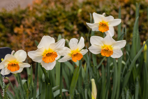 Narcissus Barret Browming flower grown in a garden