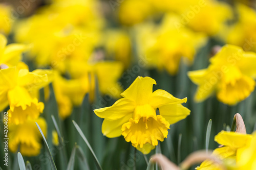 Fototapeta Naklejka Na Ścianę i Meble -  Narcissus Carlton flower grown in a garden
