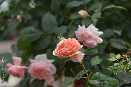 rose 'Augusta Luise'