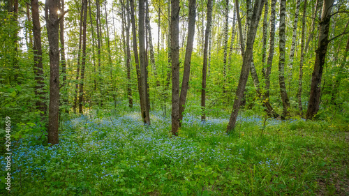 Spring Landscape with a view of the forest edge where many forget-me-nots have grown