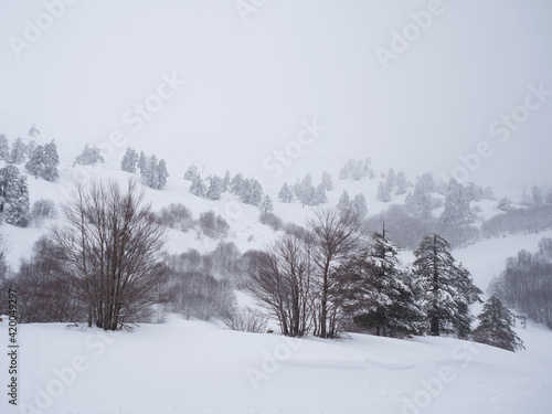 Fir trees covered with snow in a ski resort
