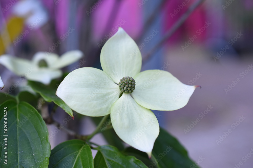 Hartriegel 'Teutonia' Hartriegel 'Teutonia'