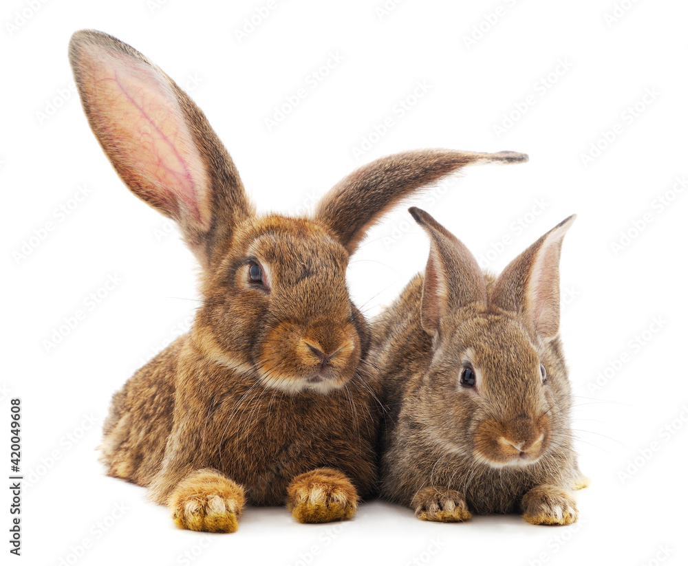 Two brown rabbits. Two brown rabbits.