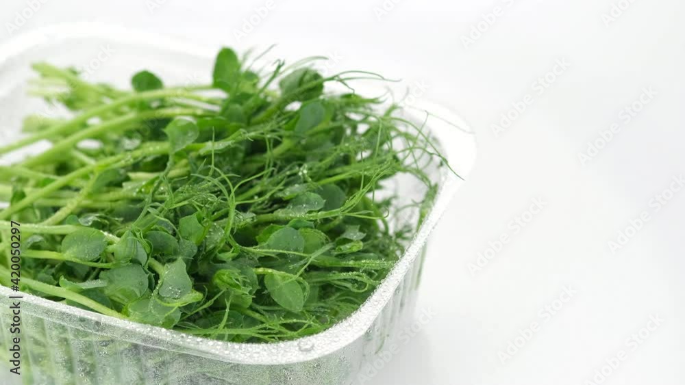 fresh peas micro greens in container for delivery or sale on white background. healthy food concept fresh peas micro greens in container for delivery or sale on white background. healthy food concept