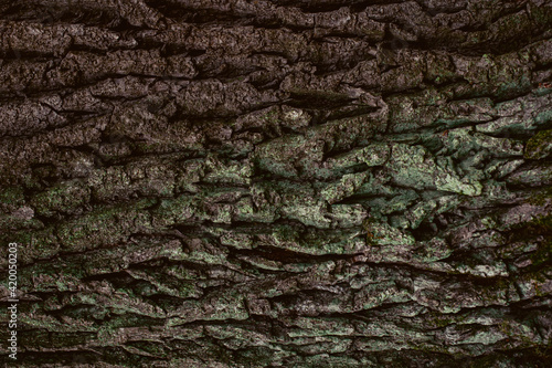 Embossed texture of the bark of pine. Background wood texture.