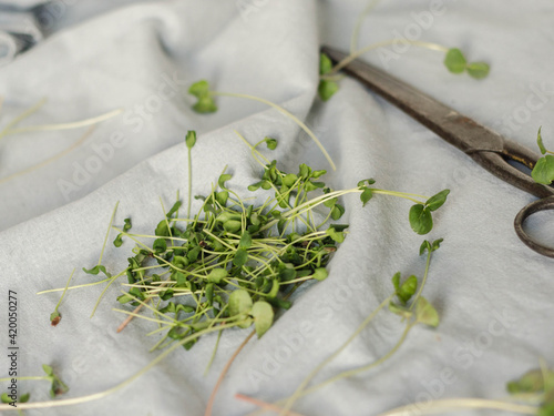 Cutted microgreen on tablecloth