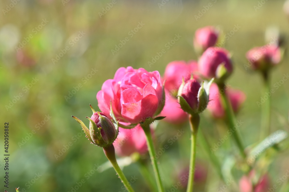 Rose 'Lillifee'