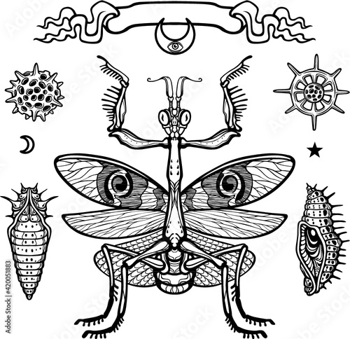 Set of graphic images of wildlife: mantis, larva, radiolaria. The vector illustration isolated on a white background.