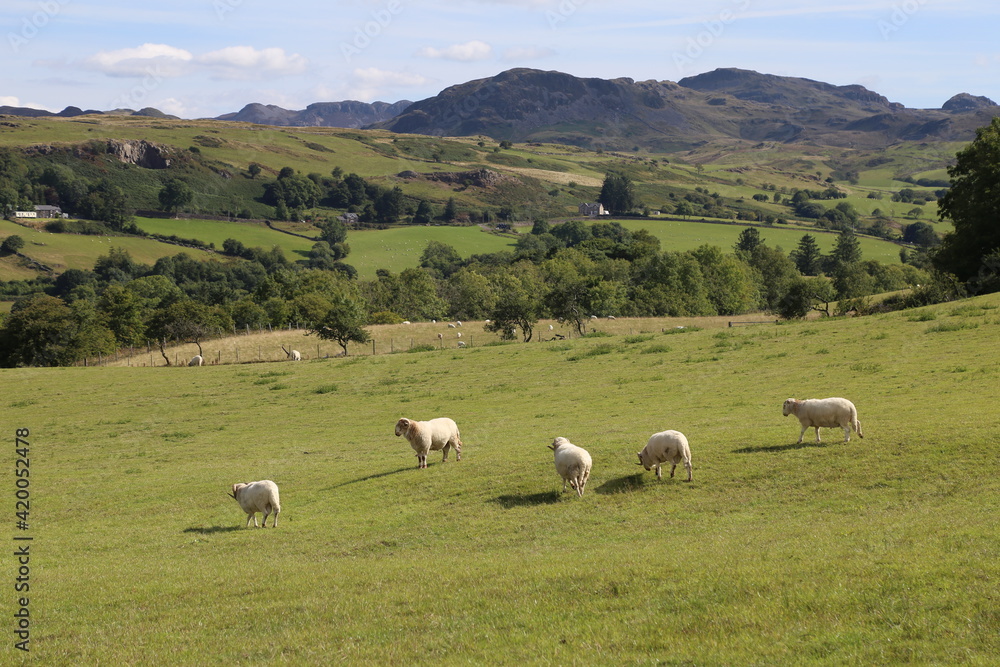 A sunny rural view looking towards Blaenau Ffestiniog in Gwynedd, Wales, UK.