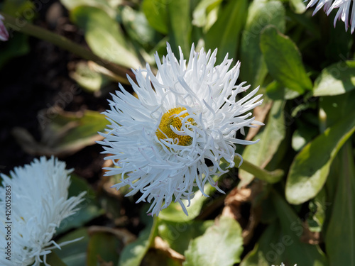 Gänseblümchen 'Pomponette' weiß (Bellis perennis) mit ihren gekräuselten Blütenblättern photo