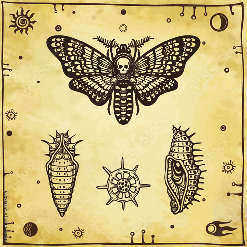 Set of graphic images: moth Dead Head, larva, doll, radiolaria. Vector illustration. A background - imitation of old paper.