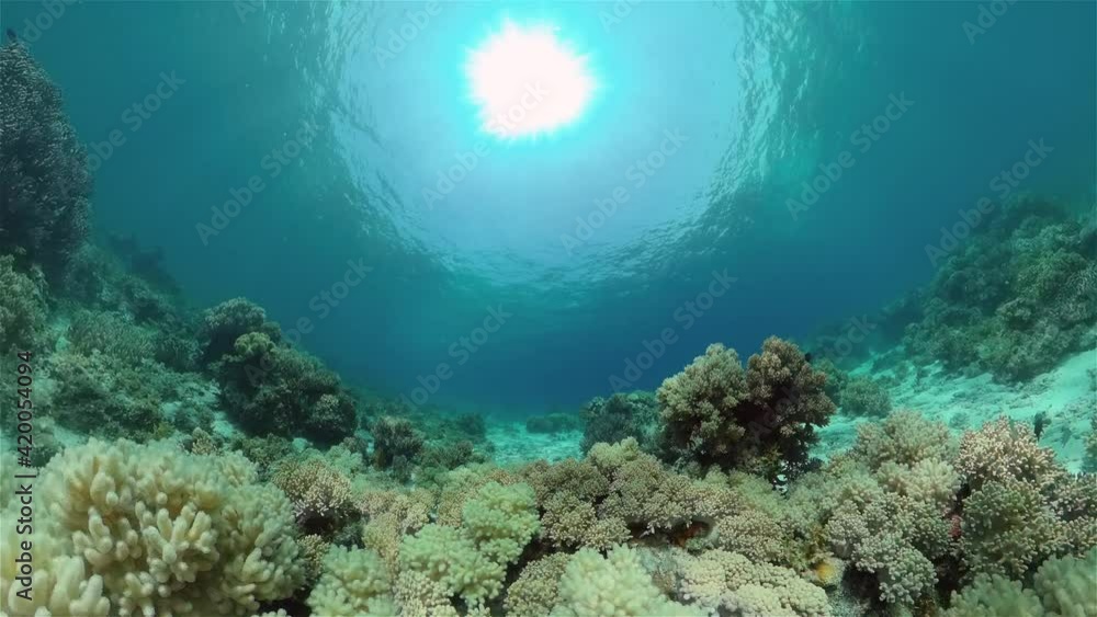 Tropical Fishes on Coral Reef, underwater scene. Philippines. Tropical Fishes on Coral Reef, underwater scene. Philippines.