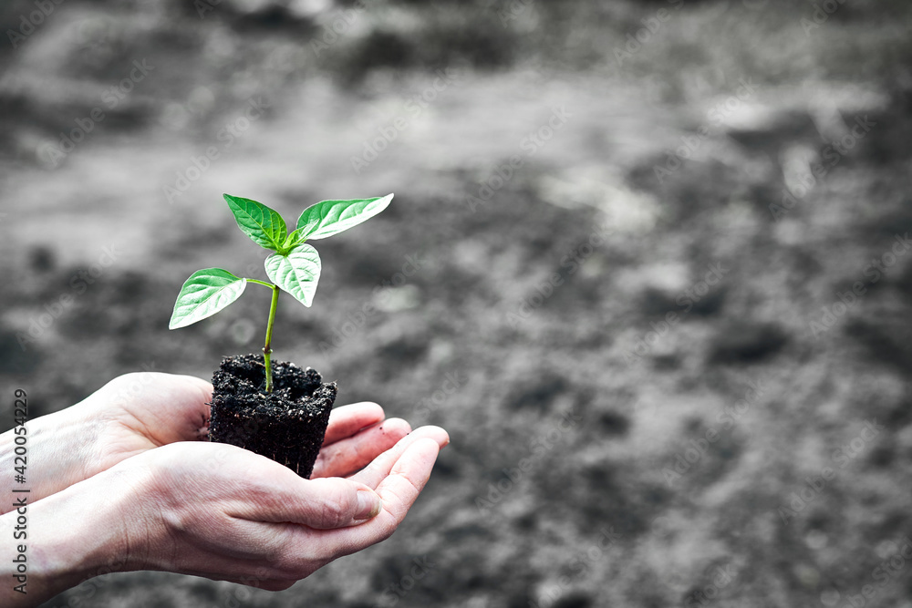 hand holding young plant on blur green nature. concept eco earth day hand holding young plant on blur green nature. concept eco earth day