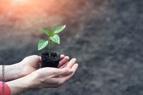 hand holding young plant on blur green nature. concept eco earth day