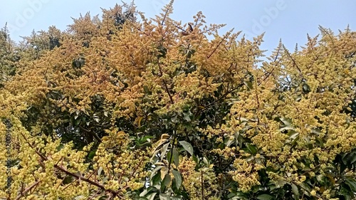 Mango flower