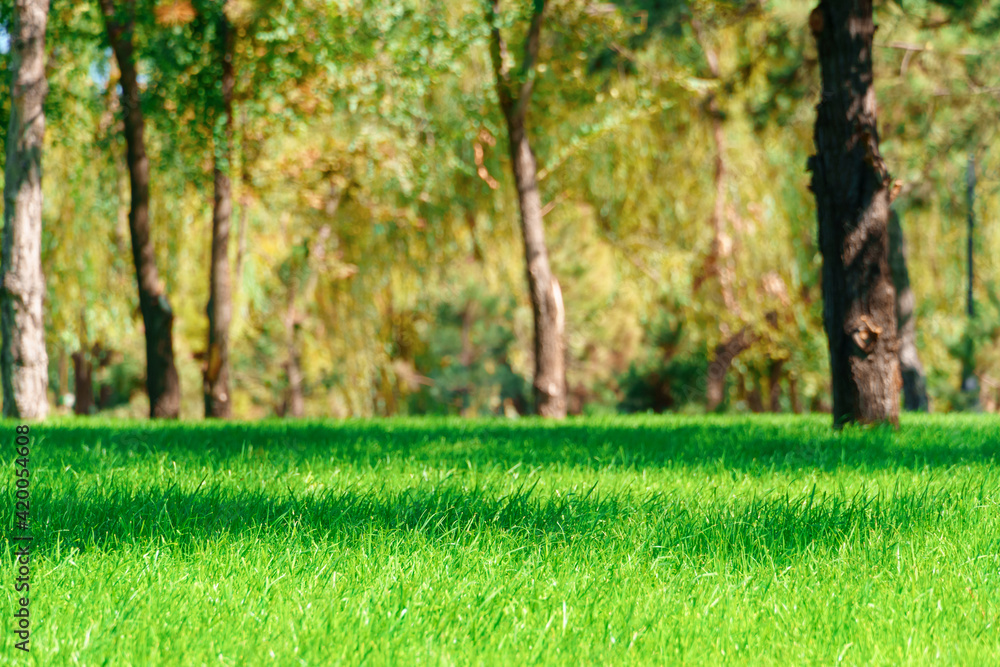 city park on a summer day, green lawns with grass and trees, bright sunlight and shadows