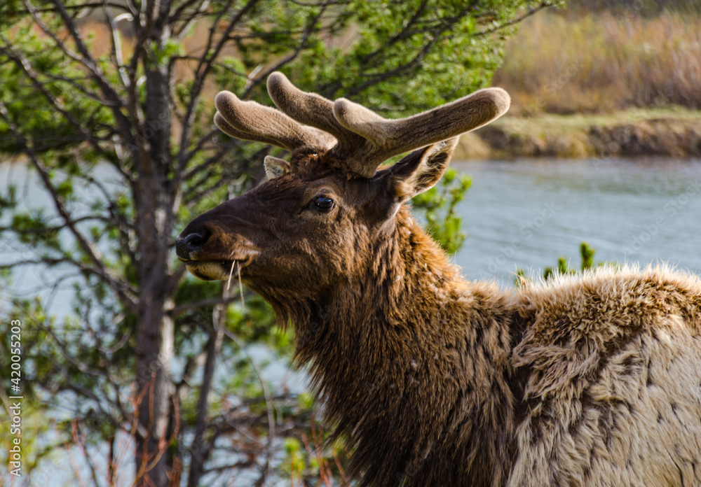 Bull Moose, a young animal eating green grass during a rain on the roadside, US Bull Moose, a young animal eating green grass during a rain on the roadside, US