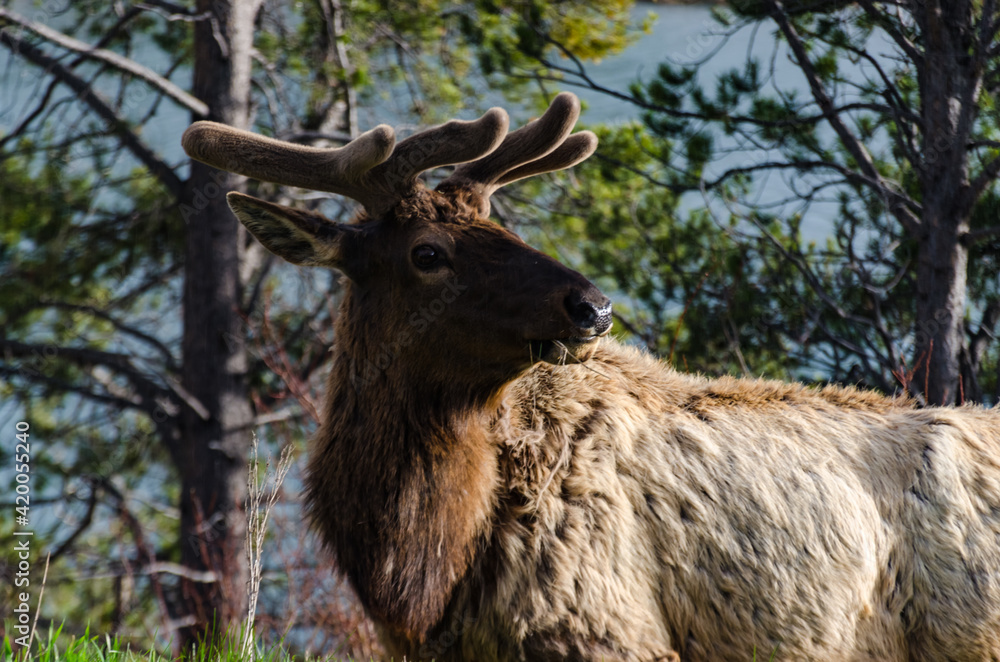 Bull Moose, a young animal eating green grass during a rain on the roadside, US Bull Moose, a young animal eating green grass during a rain on the roadside, US