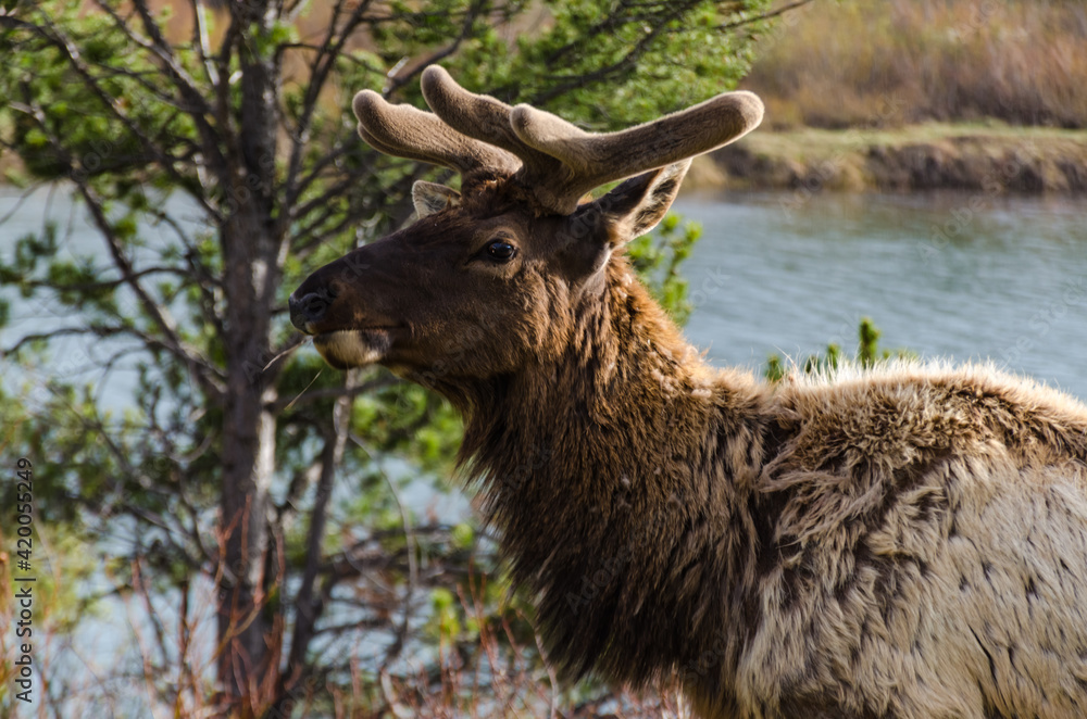 Bull Moose, a young animal eating green grass during a rain on the roadside, US Bull Moose, a young animal eating green grass during a rain on the roadside, US