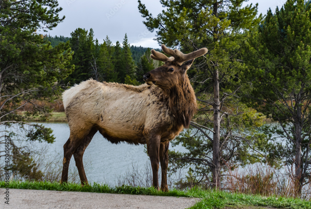 Bull Moose, a young animal eating green grass during a rain on the roadside, US Bull Moose, a young animal eating green grass during a rain on the roadside, US